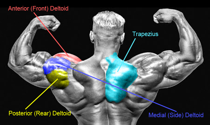 Shoulder Anatomy Chart