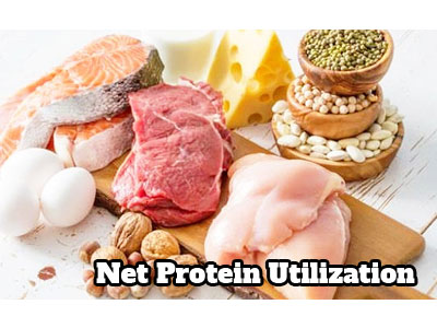 What does Protein Utilization mean?