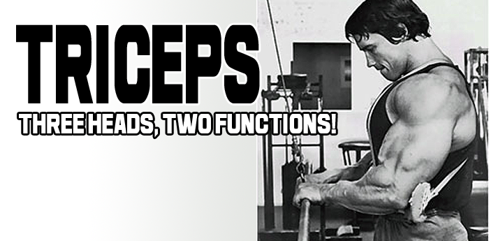 Triceps - Three Heads, Two Functions!