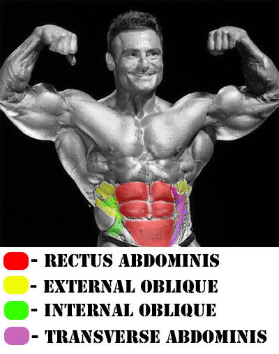 Anatomy of your abdominals