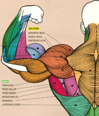 Shoulder Muscle Image