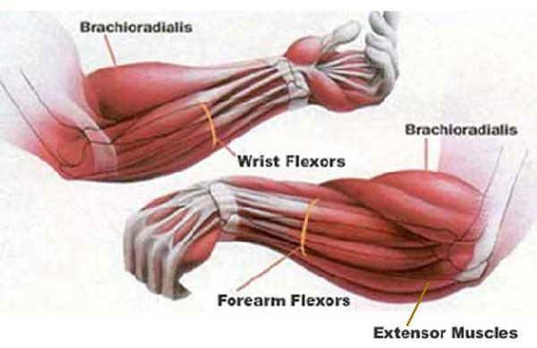 Forearme Anatomy - Brachialis & Flexors