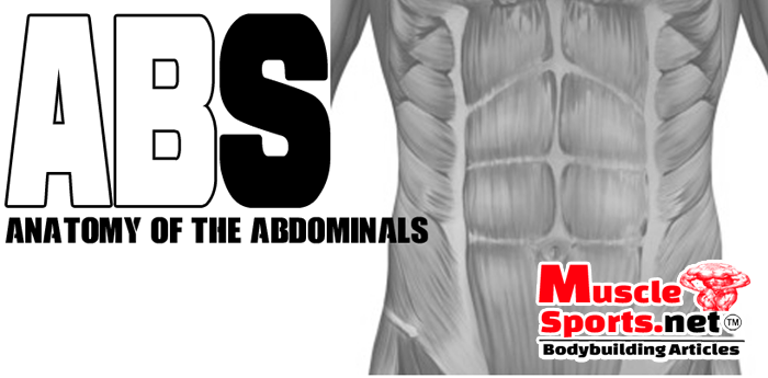 Abs: Anatomy of the abdominals