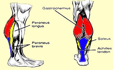 Calf Anatomy