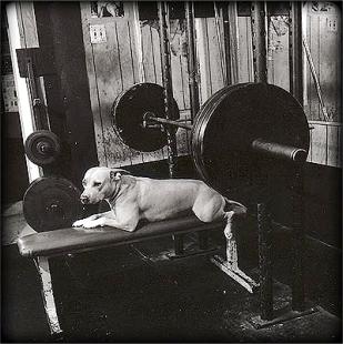 Powerbuilding Precepts Image 00