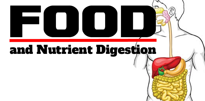 Food and Nutrient Digestion