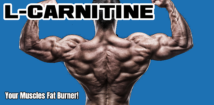 Bodybuilding Nutrition: L-Carnitine - 
Your Muscles Fat Burner!
