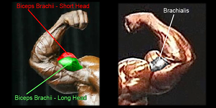 Anatomical Diagram — biceps brachii: long head (outer), short head (inner), brachialis underneath.