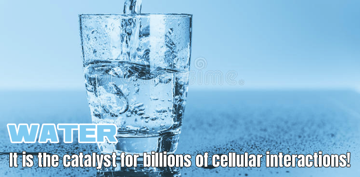 Bodybuilding Nutrition: Importance of Water
