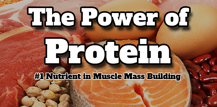 Bodybuilding Nutrition: The Power Of Protein