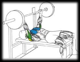 Bench Press - Muscles worked during exercise!
