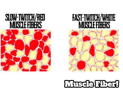What the difference between slow and fast twitch muscle fibers?